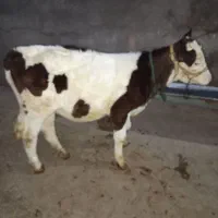 گاو و گوساله|حیوانات مزرعه|سنندج, |دیوار