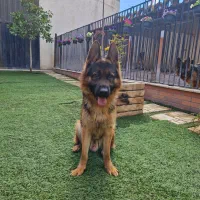 ژرمن نر 2 سال با خط خونی فوق‌العاده