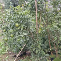 تولید انواع گلهای بیرونی وموز ومرکبات اصلاح  شده|خدمات باغبانی و درختکاری|نشتارود, |دیوار