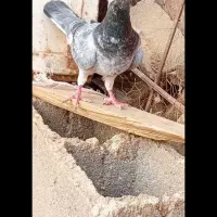 کفتر سوسکی بزک