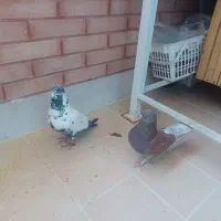 یه جفت کبوترپرشی همه چی تموم ۰