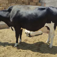 ماده گاو آبستن سنگین