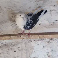 کبوتر پرشی عالی