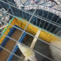 فنچ گلدن|پرنده|بندرعباس, |دیوار