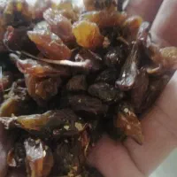 کشمش گله|خوردنی و آشامیدنی|نیشابور, خط کاشمر|دیوار