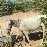 فروش مادیان وکره|اسب و تجهیزات اسبسواری|سامان, |دیوار