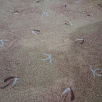 پالاز موکت|موکت|صومعه‌سرا, |دیوار