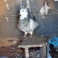 طوقی هفت.رنگنردیوانهبهشرطبرشجوجه|پرنده|میان ولایت, |دیوار