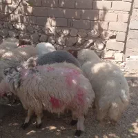 ۱۰ عدد بره نر خوشتیپ بفروش میرسد جفتی ۲۳۵۰۰|حیوانات مزرعه|پلدختر, |دیوار