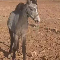 کره نریان دوساله کره سیروان لارتی