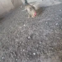 5تا خروس جوان به فروش میرسد.در مراغه هستن|پرنده|گیلوان, |دیوار