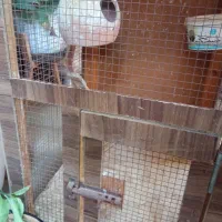 قغس نگهداری پرنده