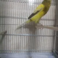 قناری رسمی بلند نرو ماده|پرنده|اندیشه, اندیشه فاز ۱|دیوار