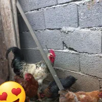 مرغ تخم گذار