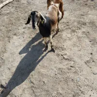 بززاییده مری کل