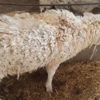 فروش‌گوسفند‌سنجابی‌ابستن