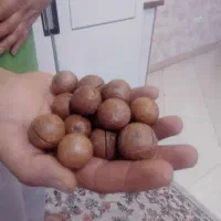 ماکادمیا و آواکادو