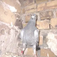 سه تا کفتر المانی ذات درست  فروشی