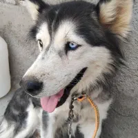 سگ هاسگی|سگ|قنوات, |دیوار