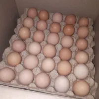 فروش تخم مرغ محلی