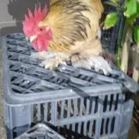 مرغ وخروس|حیوانات مزرعه|چغادک, |دیوار