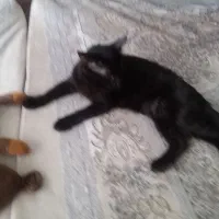 واگذاری گربه