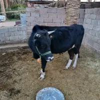 جلب امریکایی|حیوانات مزرعه|گنبکی, |دیوار