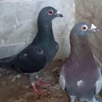نروماده آلمانی عراقی