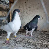کبوتر چپ و خوشرنگ