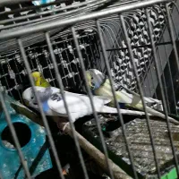 عروس فنج مرغ عشق کفتر نقشی پرشی ساتن غلاغع