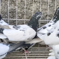 تیدی،کبوتر پاکستانی|پرنده|بندرلنگه, |دیوار