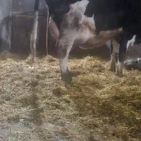 تلیسه صنعتی گاو