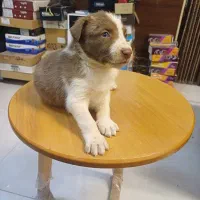توله پیت بول