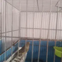 قناری سبز چمنی نر و ماده با دو تا جوجه|پرنده|کرج, کوی امامیه|دیوار