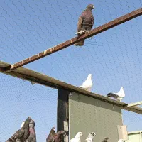 کبوتر پرشی|پرنده|صباشهر, |دیوار