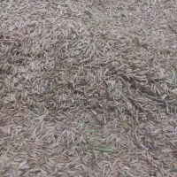 شالی فجر سوزنی ۹۰روزه بدون دله بذری۷کیسه