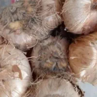 باسلام ارسال پیاز زعفران|خدمات باغبانی و درختکاری|تهران, اوین|دیوار