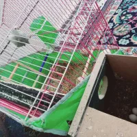 سگ کوتوله معاوضه باعروس|سگ|یزد, |دیوار