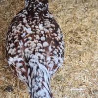 مرغ لاری چیل