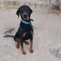 سگ نژاد دوبرمن خالص