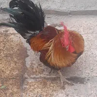 خروس عربی