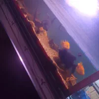 این آکواریوم با ماهی هاش به فروش میرسد