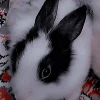 خرگوش