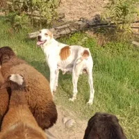 سگ ماده افغان خراسانی