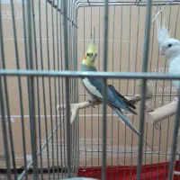 سه عددعدد عروس هلندی سالم و بالغ