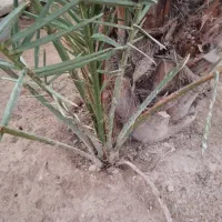 یک پاجوش عویدی بفروش می رسد|گل و گیاه طبیعی|شادگان, |دیوار