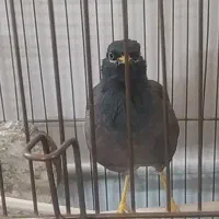 مینا سخنگو|پرنده|قم, کلهری|دیوار