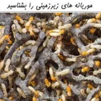 سم پاشی موریانه تضمینی|خدمات نظافت|خرمآباد, |دیوار