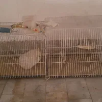 قفس پرنده|لوازم جانبی حیوانات|بیرجند, |دیوار