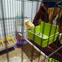 1عدد قناری|پرنده|اهر, |دیوار